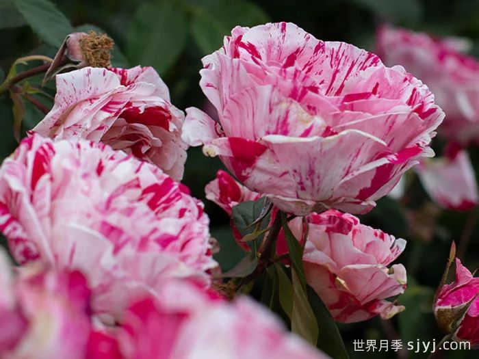 说愁月季/多愁善感月季Scentimental(图4)