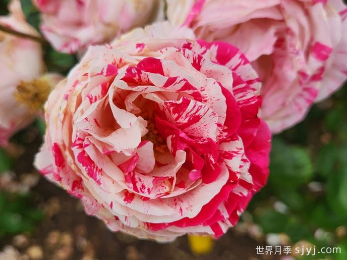 说愁月季/多愁善感月季Scentimental(图5)