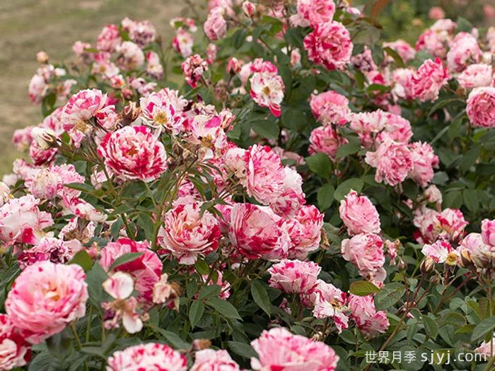 说愁月季/多愁善感月季Scentimental(图6)