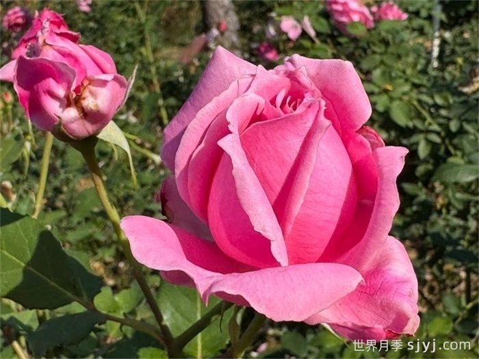 思春月季(图2)