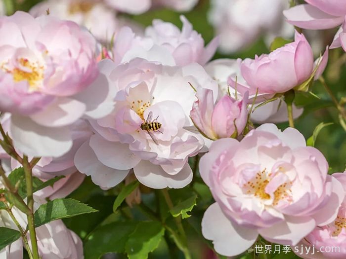 斯卡堡集市月季/斯卡布罗集市月季Scarborough Fair(图2)