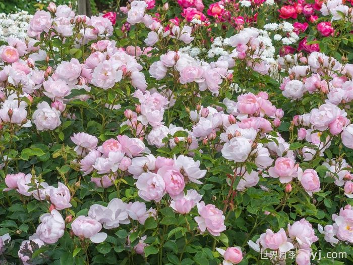 斯卡堡集市月季/斯卡布罗集市月季Scarborough Fair(图3)