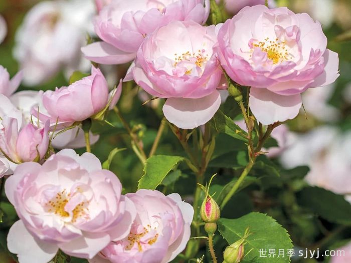 斯卡堡集市月季/斯卡布罗集市月季Scarborough Fair(图4)