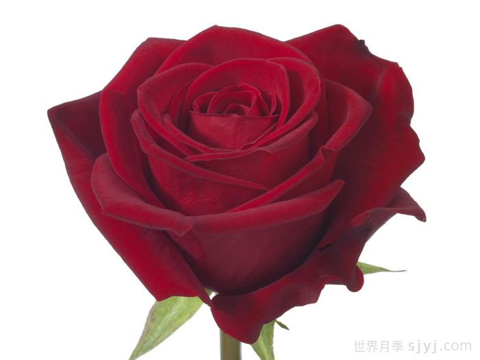 斯卡拉塔月季/斯嘉丽Scarlatta(图1)