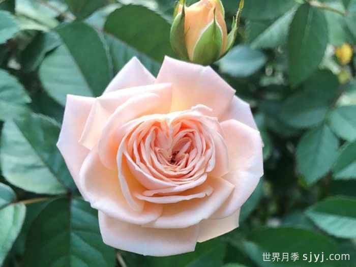 四个丘比特月季Petit Four(图1)