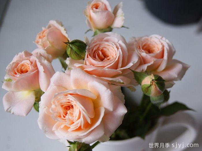 四个丘比特月季Petit Four(图2)