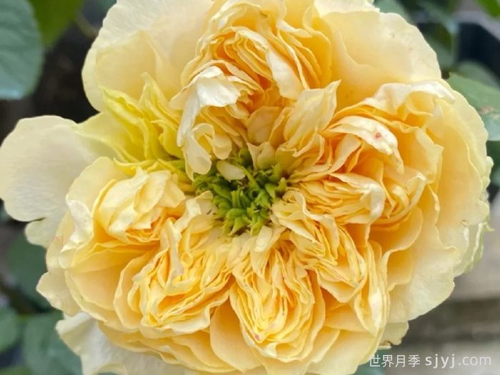 四浪漫月季/四恋月季/唯有浪漫/All four romance(图1)