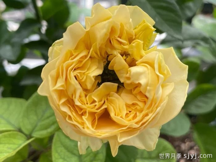 四浪漫月季/四恋月季/唯有浪漫/All four romance(图2)