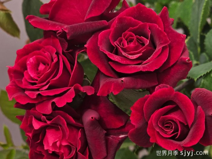 四时锦月季(图1)