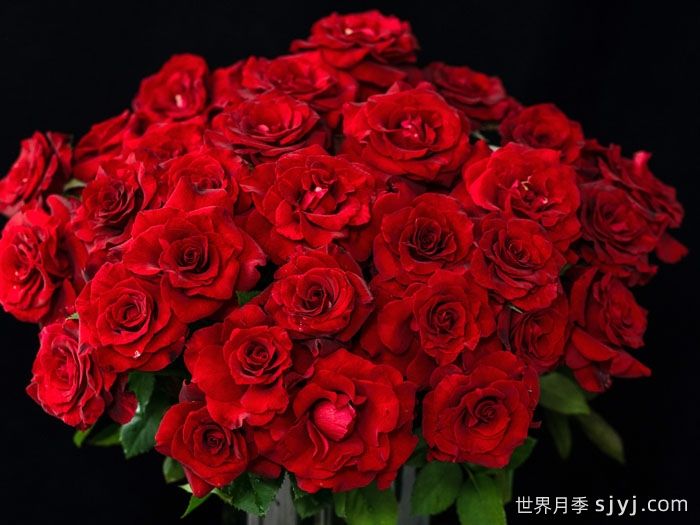 四时锦月季(图4)