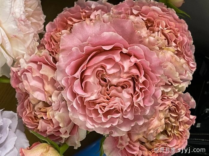 四樱月季/唯有樱花月季All four cherry blossoms(图1)