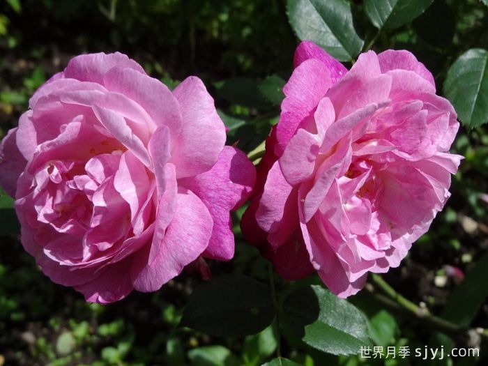 苏菲的永恒月季/索菲的长青Sophies Perpetual(图2)