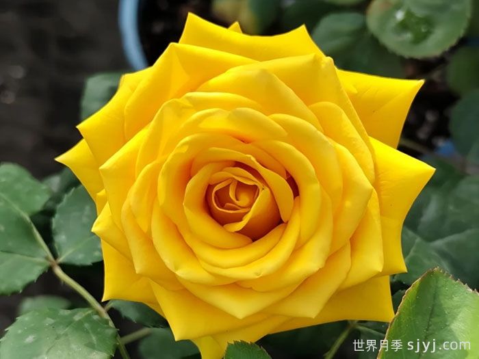 苏格兰黄油月季Butter Scotch(图1)