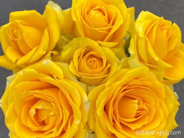 苏格兰黄油月季Butter Scotch(图2)