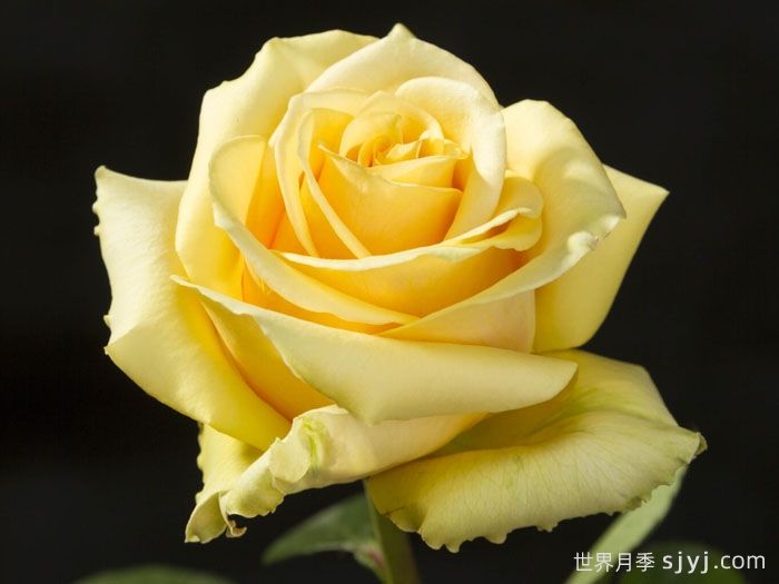 苏格兰黄油月季Butter Scotch(图3)