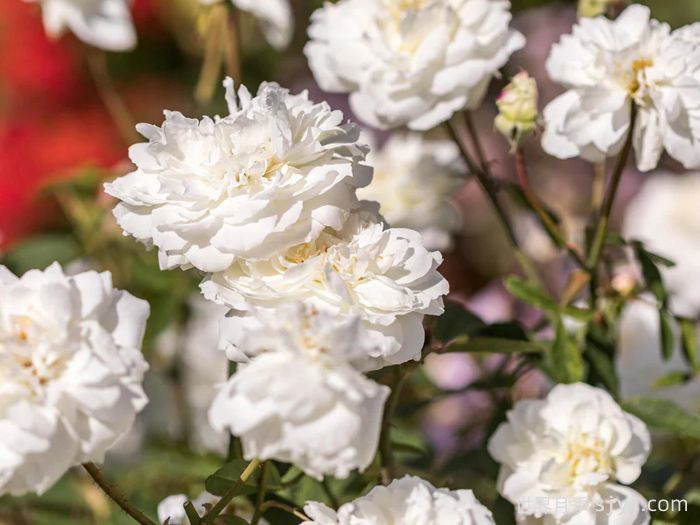 苏珊威廉姆斯埃利斯月季Susan Williams-Ellis(图3)