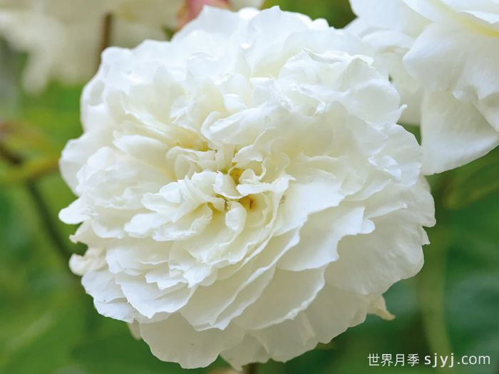 苏珊威廉姆斯埃利斯月季Susan Williams-Ellis(图1)