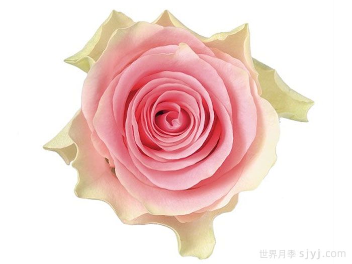 速腾月季/炫速Top Gear(图1)