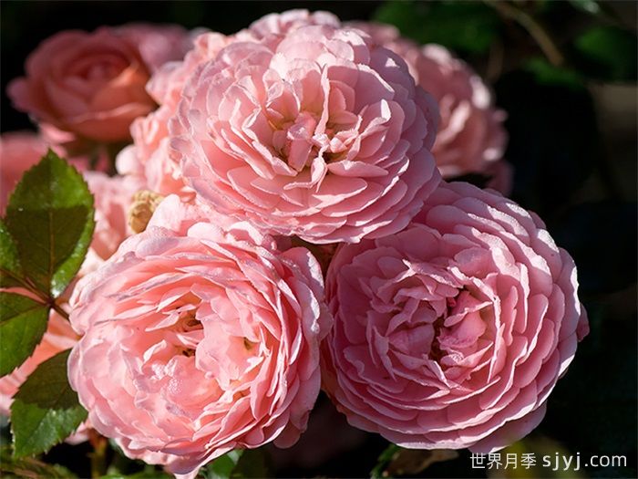 杏色漂流月季Apricot Drift(图1)