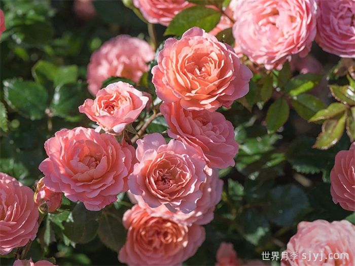 杏色漂流月季Apricot Drift(图2)