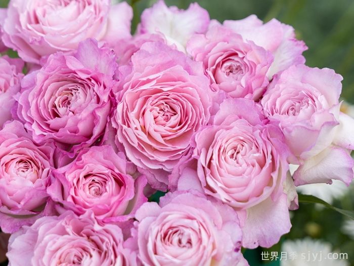 杏苑雪晴月季(图1)