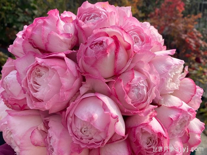 杏苑雪晴月季(图4)