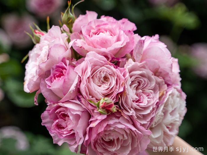 杏苑雪晴月季(图5)