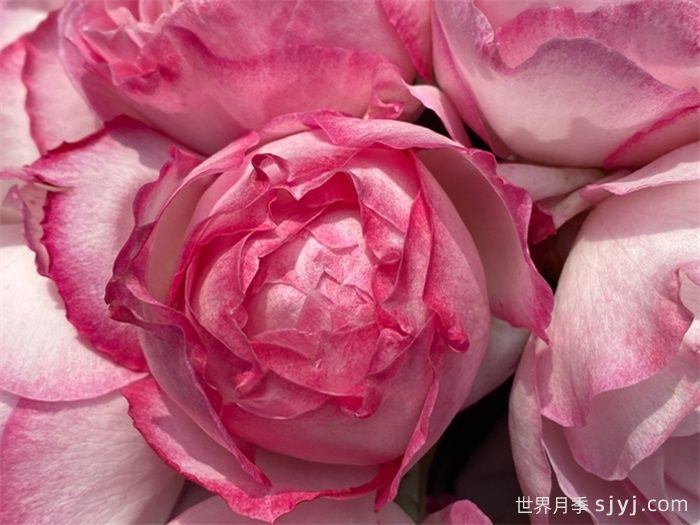 杏苑雪晴月季(图6)