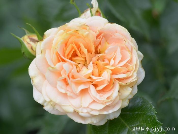 杏子雪崩月季/雪杏子Avalanche Abricot(图1)