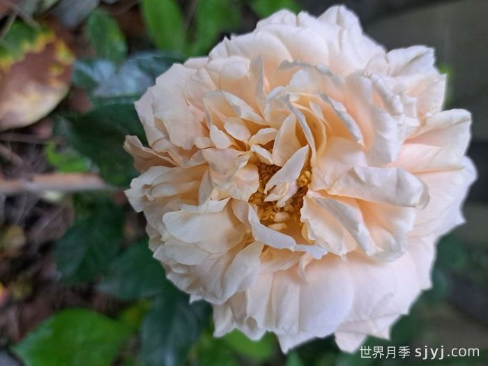 杏子雪崩月季/雪杏子Avalanche Abricot(图3)