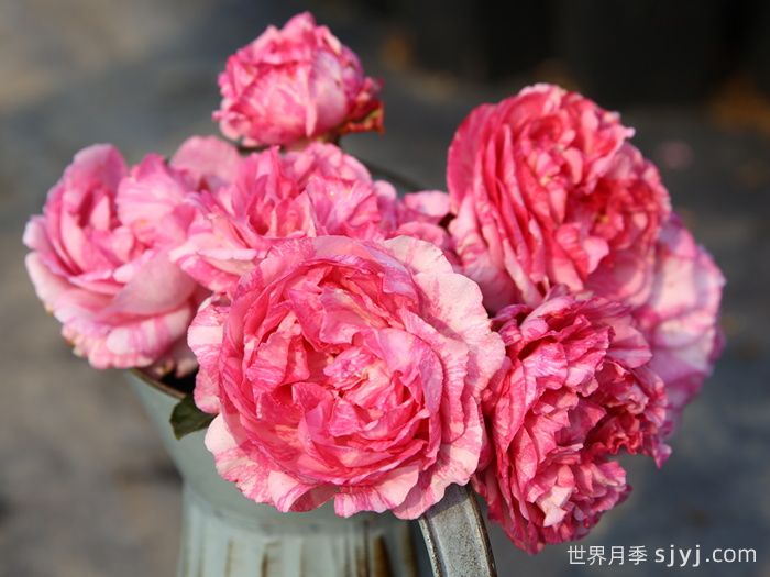 伊芙飞溅月季Yve Splash(图1)