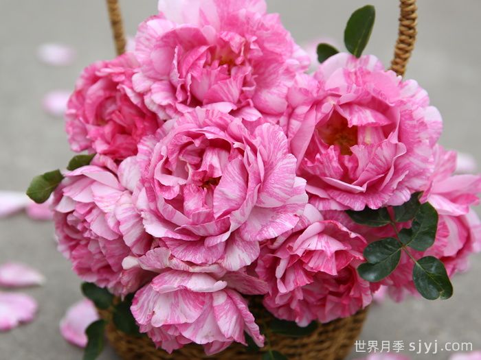 伊芙飞溅月季Yve Splash(图2)