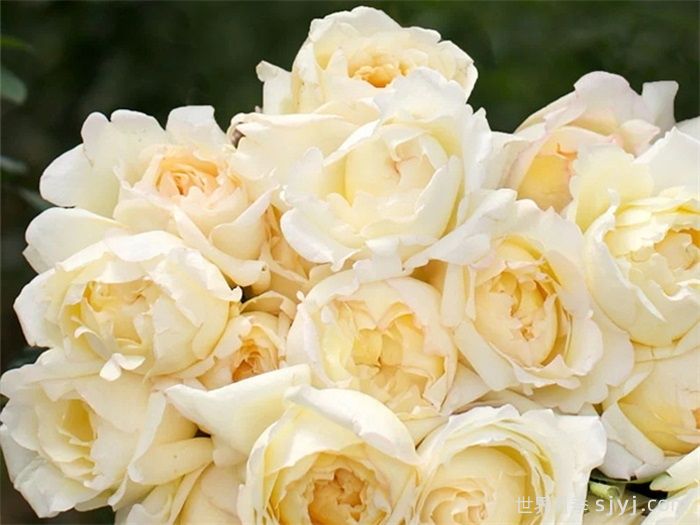 象牙伊芙伯爵月季/象牙伯爵Ivory Yves Piaget(图2)