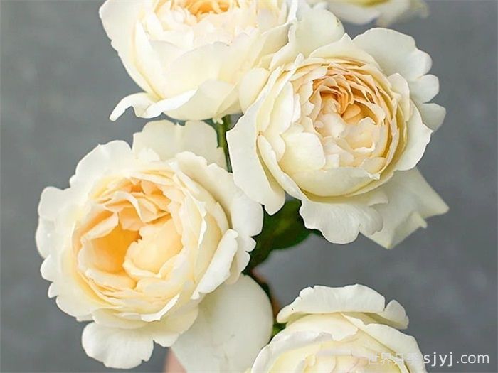 象牙伊芙伯爵月季/象牙伯爵Ivory Yves Piaget(图3)