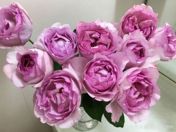 伊芙草莓树月季Fraisier(图1)