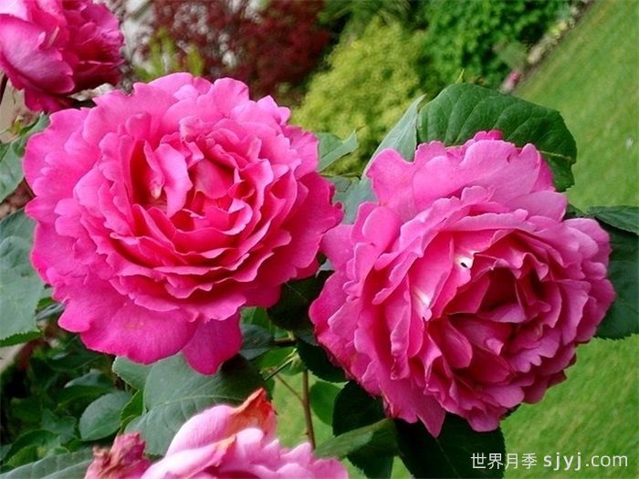 伊芙伯爵月季/皮亚格特Yves Piaget(图2)