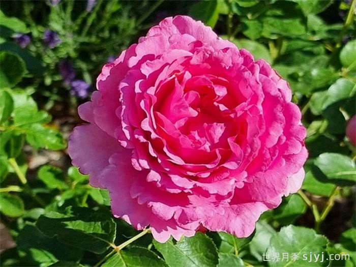 伊芙伯爵月季/皮亚格特Yves Piaget(图4)