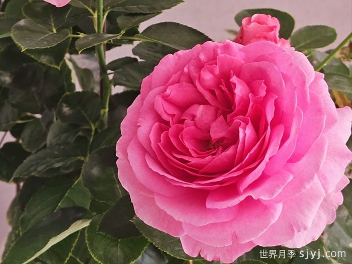 伊芙伯爵月季/皮亚格特Yves Piaget(图5)