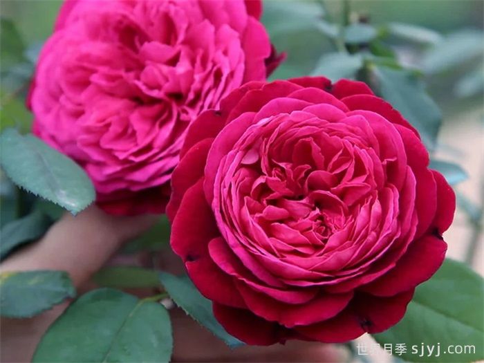 伊芙芳香花园月季/情迷芳香月季Scent Garden(图1)