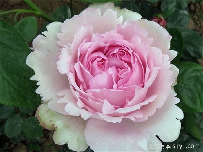 伊芙光月季Yves Light(图1)