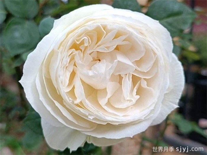 伊芙婚礼之路月季/婚礼之路Yves Wedding Road(图2)