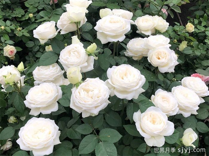 伊芙婚礼之路月季/婚礼之路Yves Wedding Road(图3)