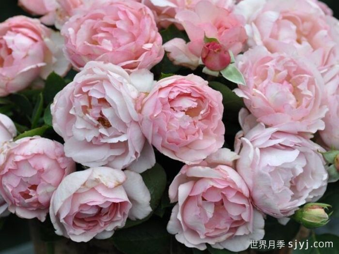 伊芙魂之香水月季Fragrance of Fragrances(图3)