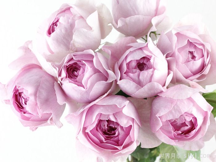 伊芙火焰月季Flamme Flambe(图1) 伊芙火焰月季Flamme Flambe(图1)