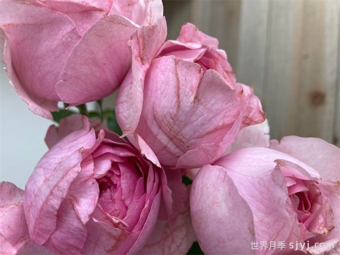 伊芙火焰月季Flamme Flambe(图2) 伊芙火焰月季Flamme Flambe(图2)