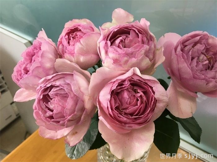 伊芙雷欧诺月季Leonor(图1)