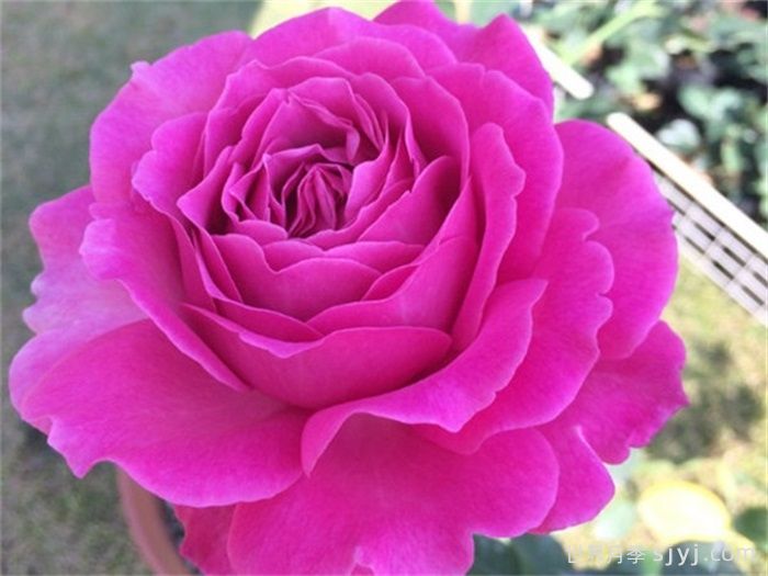 伊芙蓝宝石月季Yves Sapphire(图1)