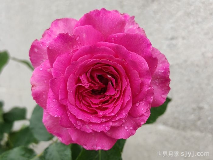 伊芙蓝宝石月季Yves Sapphire(图3)