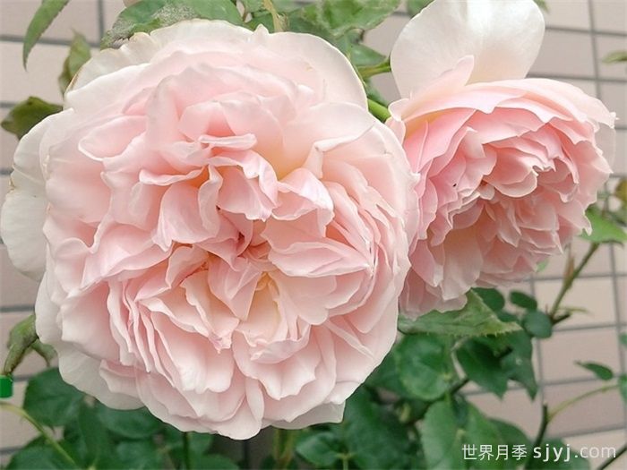 依芙琳月季/伊芙琳奥斯汀月季Evelyn(图1)