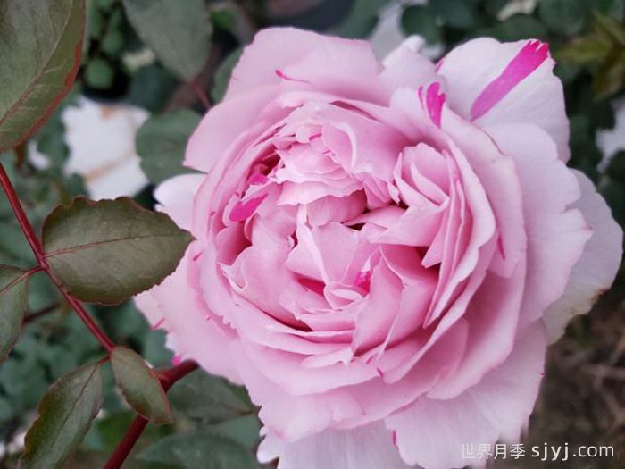 伊芙六号月季Yves No6(图1)